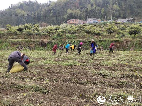 普定猫洞乡：探索林下经济新途径 谱写脱贫致富新篇章