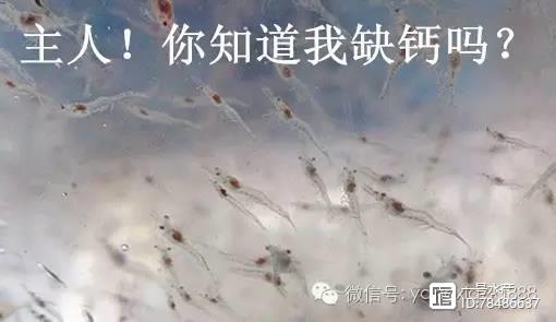 最新养殖对虾技术_养殖最新对虾技术规程_养殖最新对虾技术要求