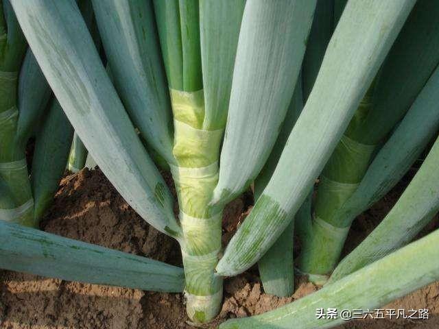 白露节气已到，“白露葱”什么时候种植比较好？要注意哪些问题？