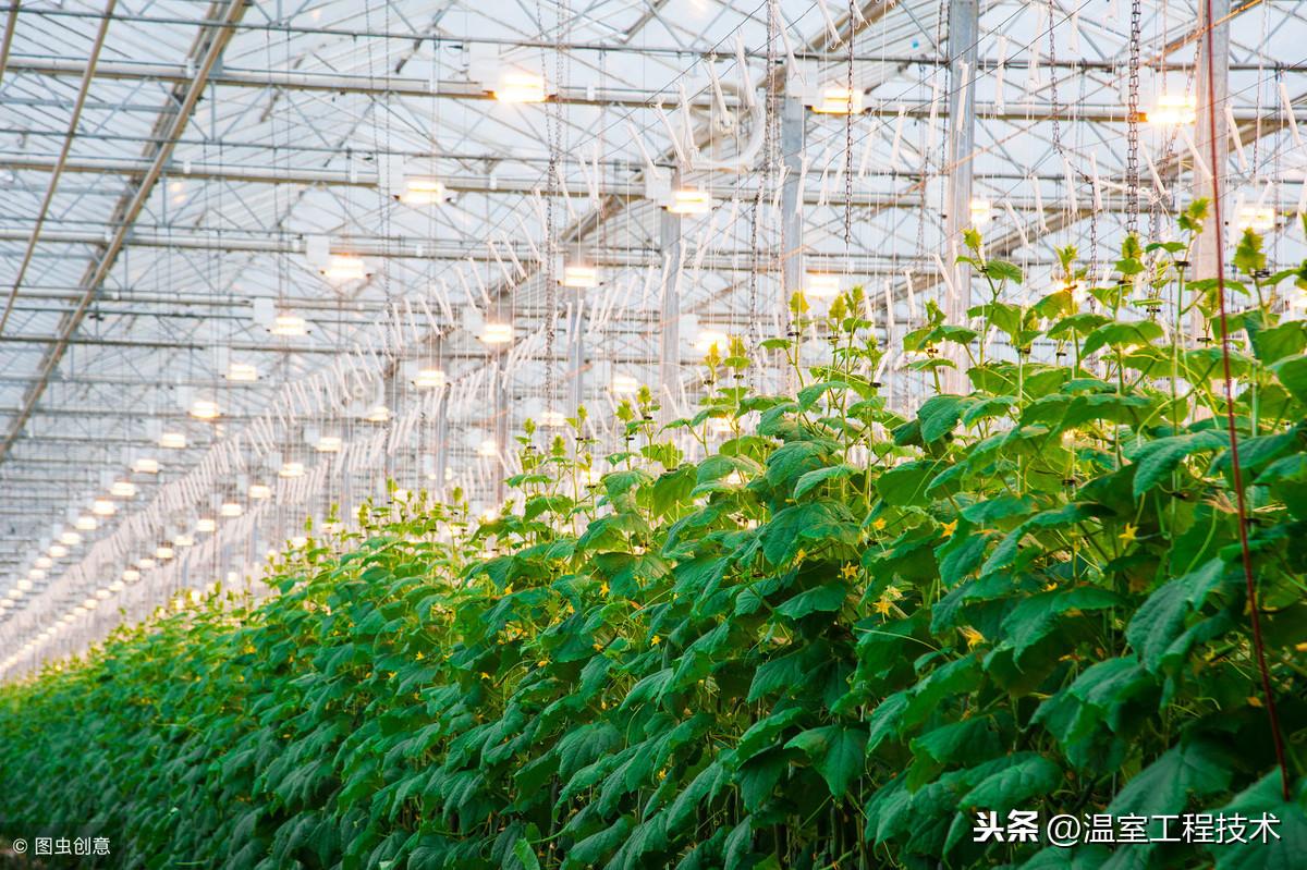 大棚葱的种植怎样种植_大棚大葱种植技术一_大棚大葱种植技术与管理