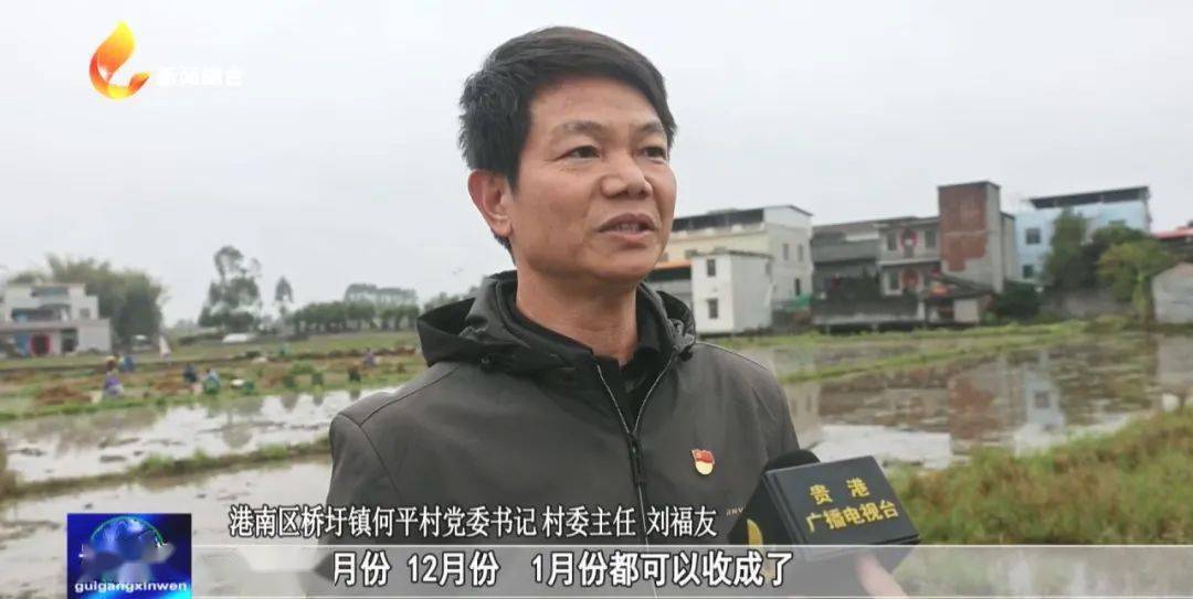 种植泽泻 致富增收_泽泻的种植条件和技术_泽泻种植技术
