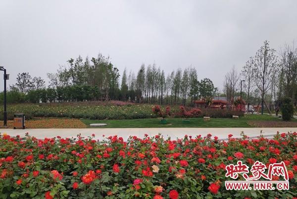 山东月季花吧百度贴吧_山东月季种植致富_山东地栽月季