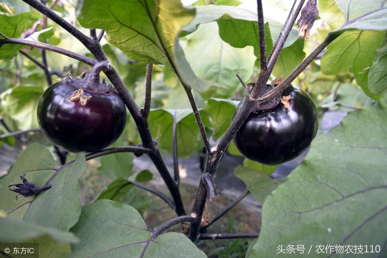 大棚葱的种植怎样种植_大棚大葱的种植方法_大棚大葱种植技术一