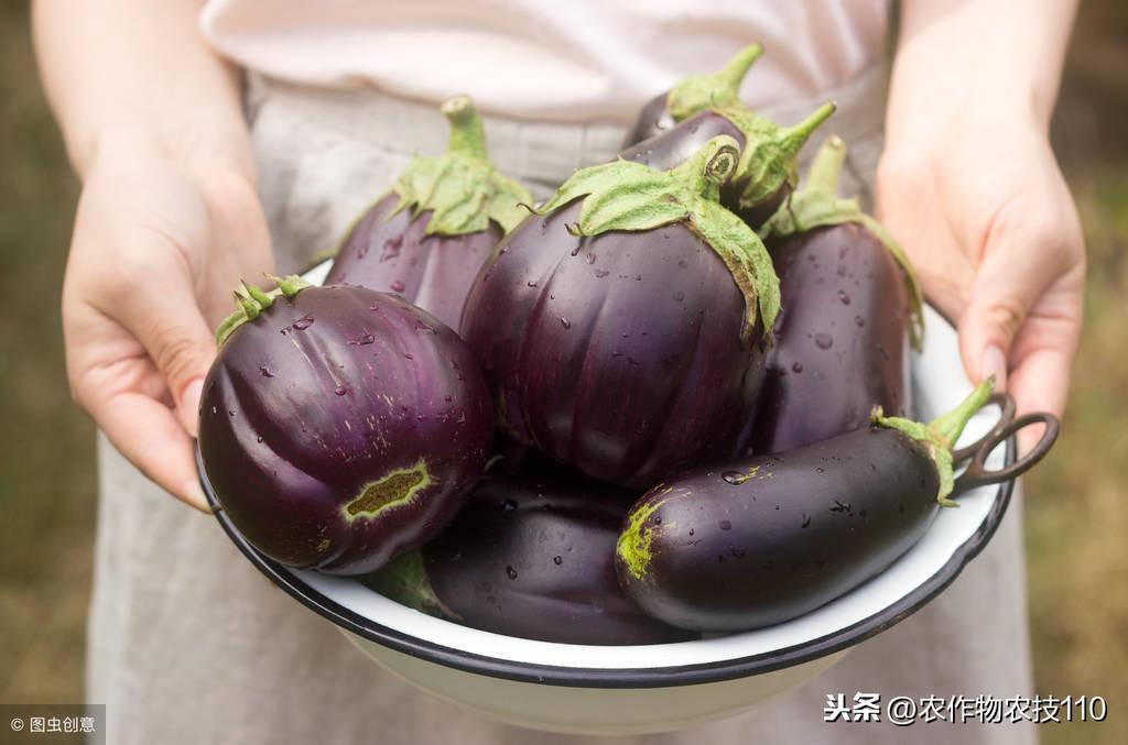 大棚葱的种植怎样种植_大棚大葱种植技术一_大棚大葱的种植方法