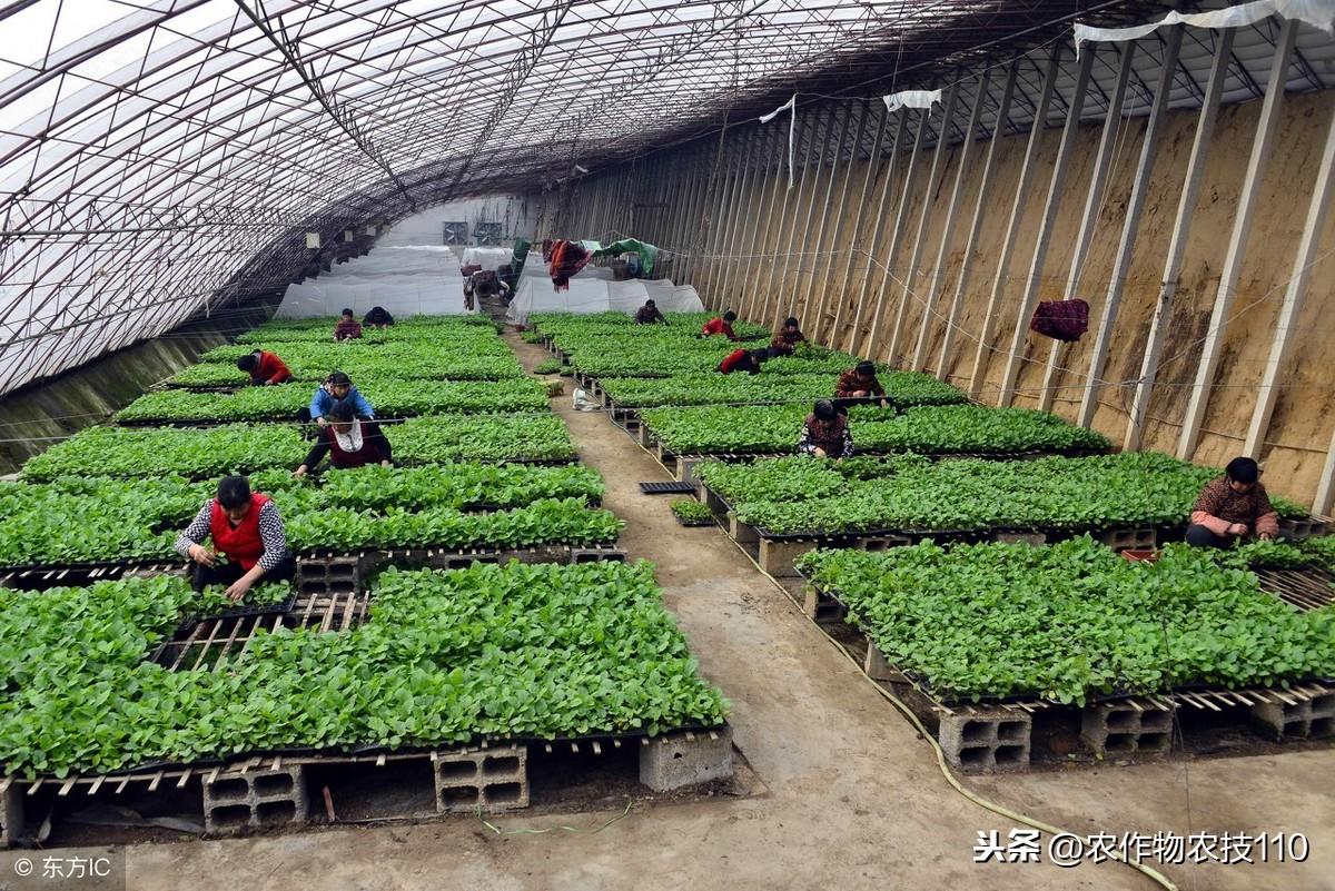 大棚大葱种植技术一_大棚大葱的种植方法_大棚葱的种植怎样种植