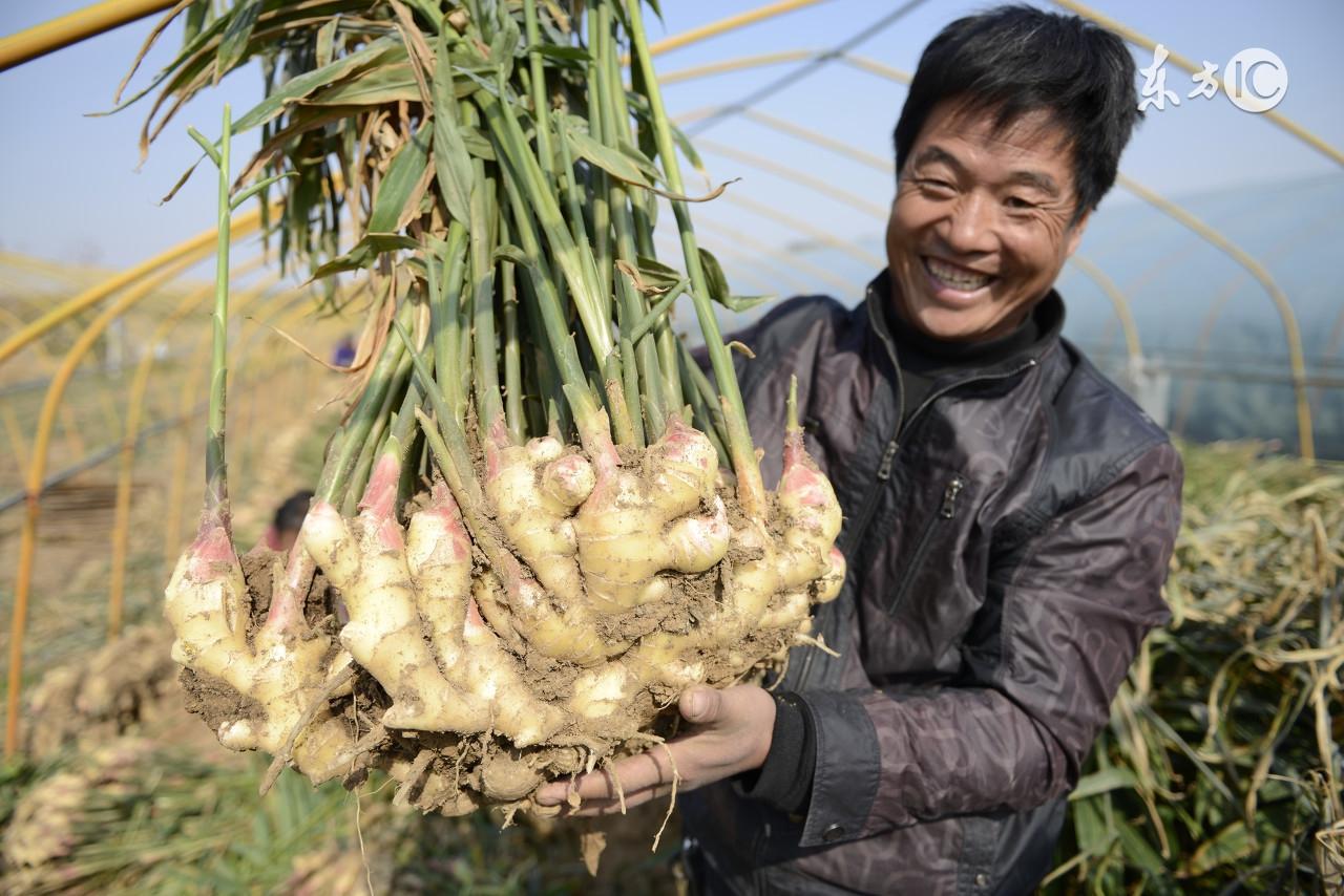 大棚大葱的种植方法_大棚大葱种植技术要点_大棚大葱种植技术一