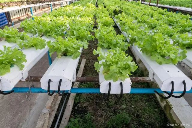 菜学堂：无土栽培有机蔬菜种植方法