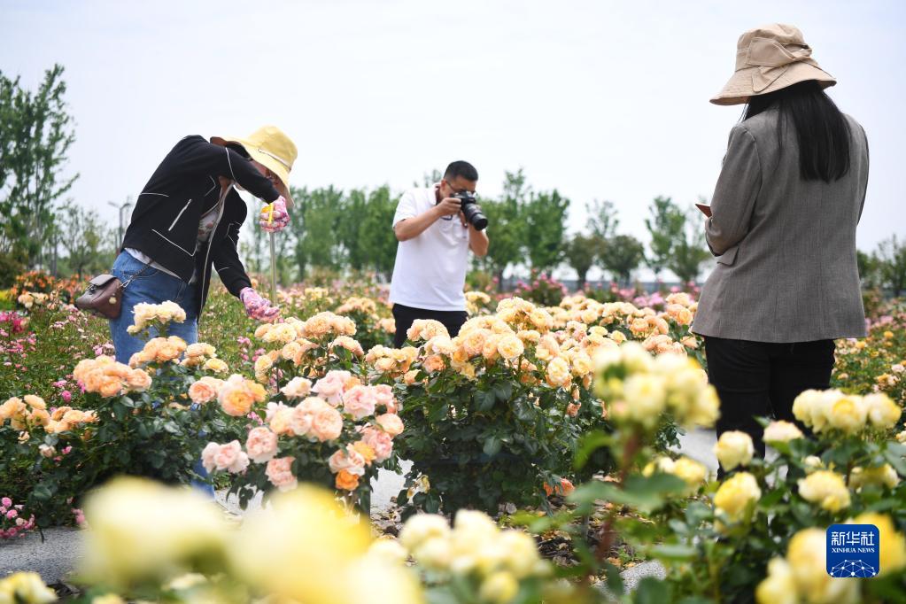 山东月季花吧百度贴吧_山东月季种植致富_适合山东种植的月季品种