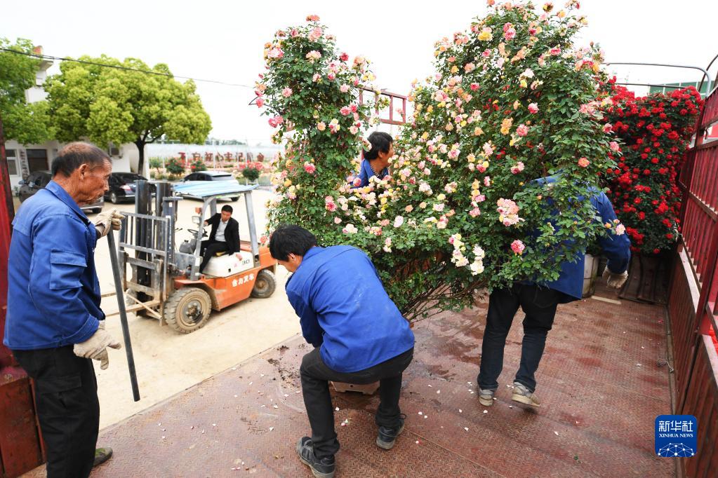 山东月季种植致富_山东月季花吧百度贴吧_适合山东种植的月季品种