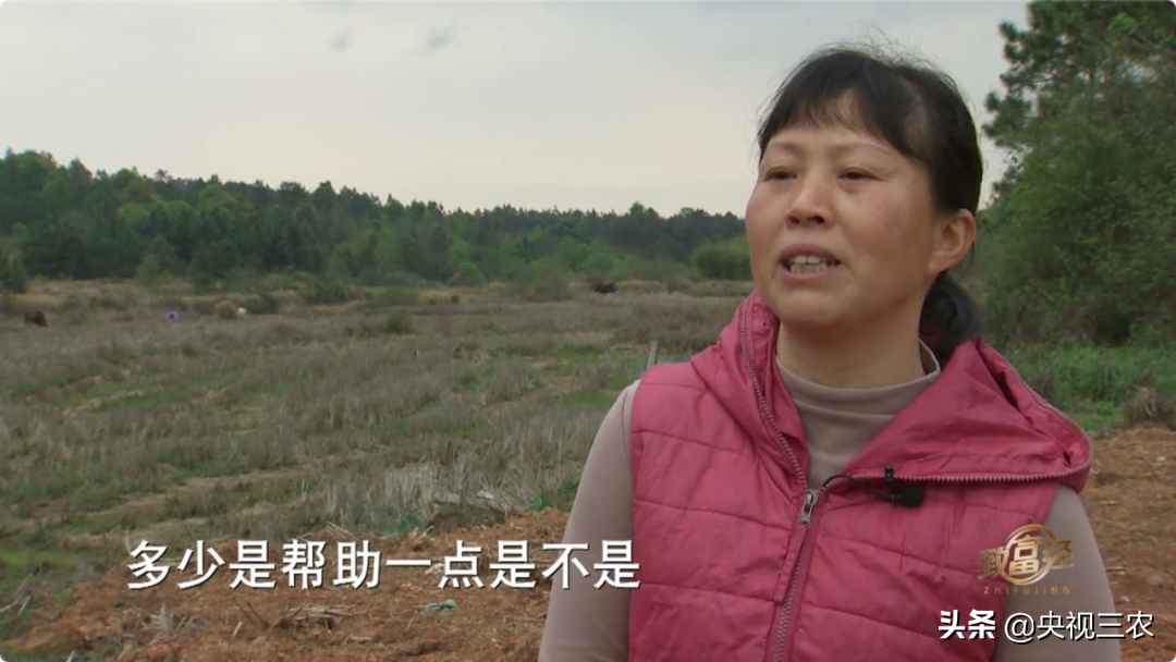 刀鳅养殖cctv致富_致富经_致富经cctv几