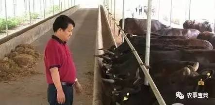 养胡蜂赚钱靠什么赚钱_胡蜂养殖技术骗局_致富经养胡蜂