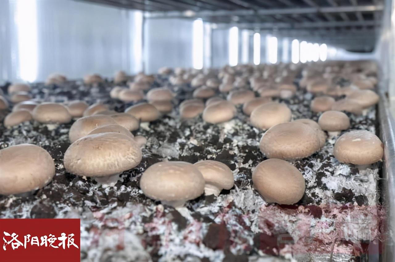 高产又高效！菘田农业让食用菌实现工厂化种植