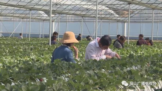草莓无土栽培一年利润_无土培植草莓_致富经无土栽培草莓