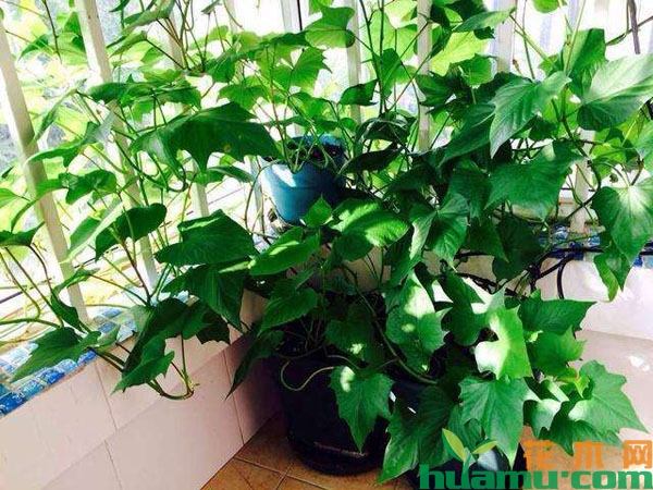 水培红薯的方法