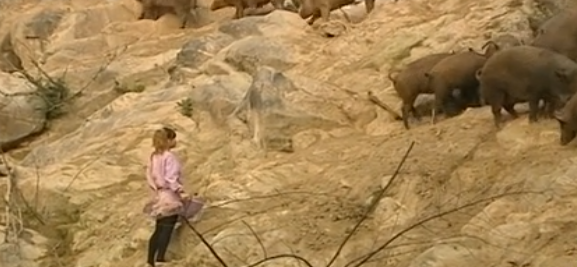 致富养猪女人图片_女人养猪致富经_女人养猪致富经视频