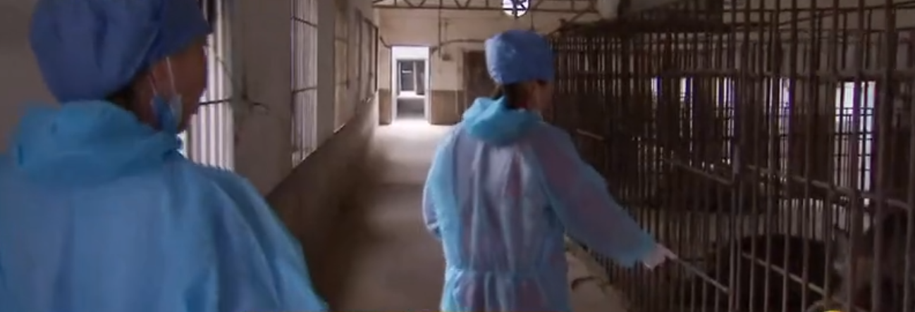 致富养猪女人图片_女人养猪致富经_女人养猪致富经视频
