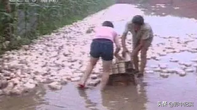 致富经20161227养野猪_致富经说季红霞野猪_致富经特种野猪