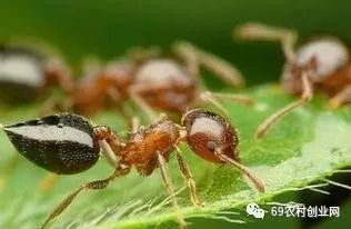 蚂蚁养殖致富吗_养殖蚂蚁赚钱不_致富经蚂蚱养殖