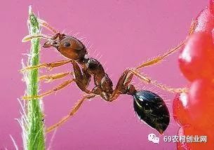 养殖蚂蚁赚钱不_蚂蚁养殖致富吗_致富经蚂蚱养殖