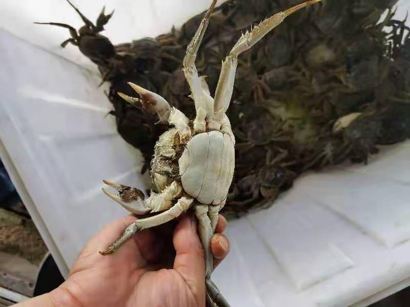 江苏哪里养殖河蟹最多_江苏螃蟹养殖_苏南地区河蟹养殖技术