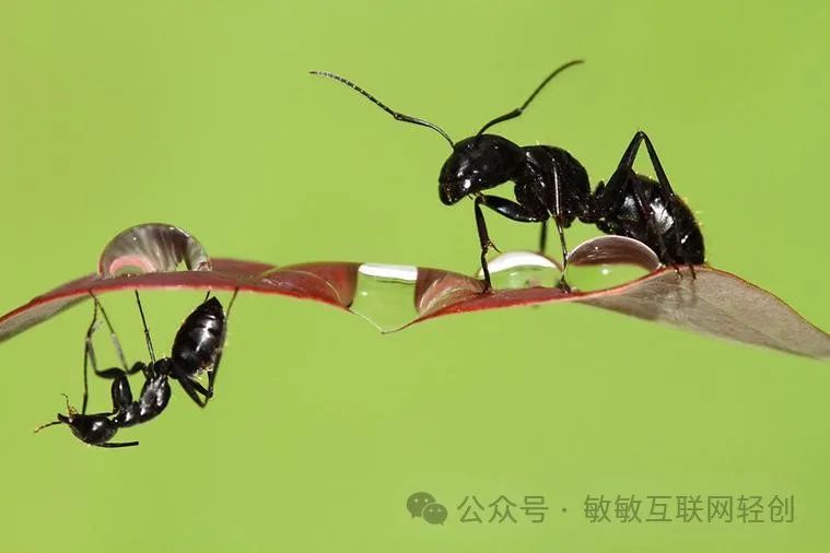 致富经养蚂蟥视频_致富经养殖白蚁_蚂蚁养殖致富吗