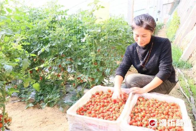 致富典型 大棚种植_大棚种植新项目_大棚种植效益怎么样