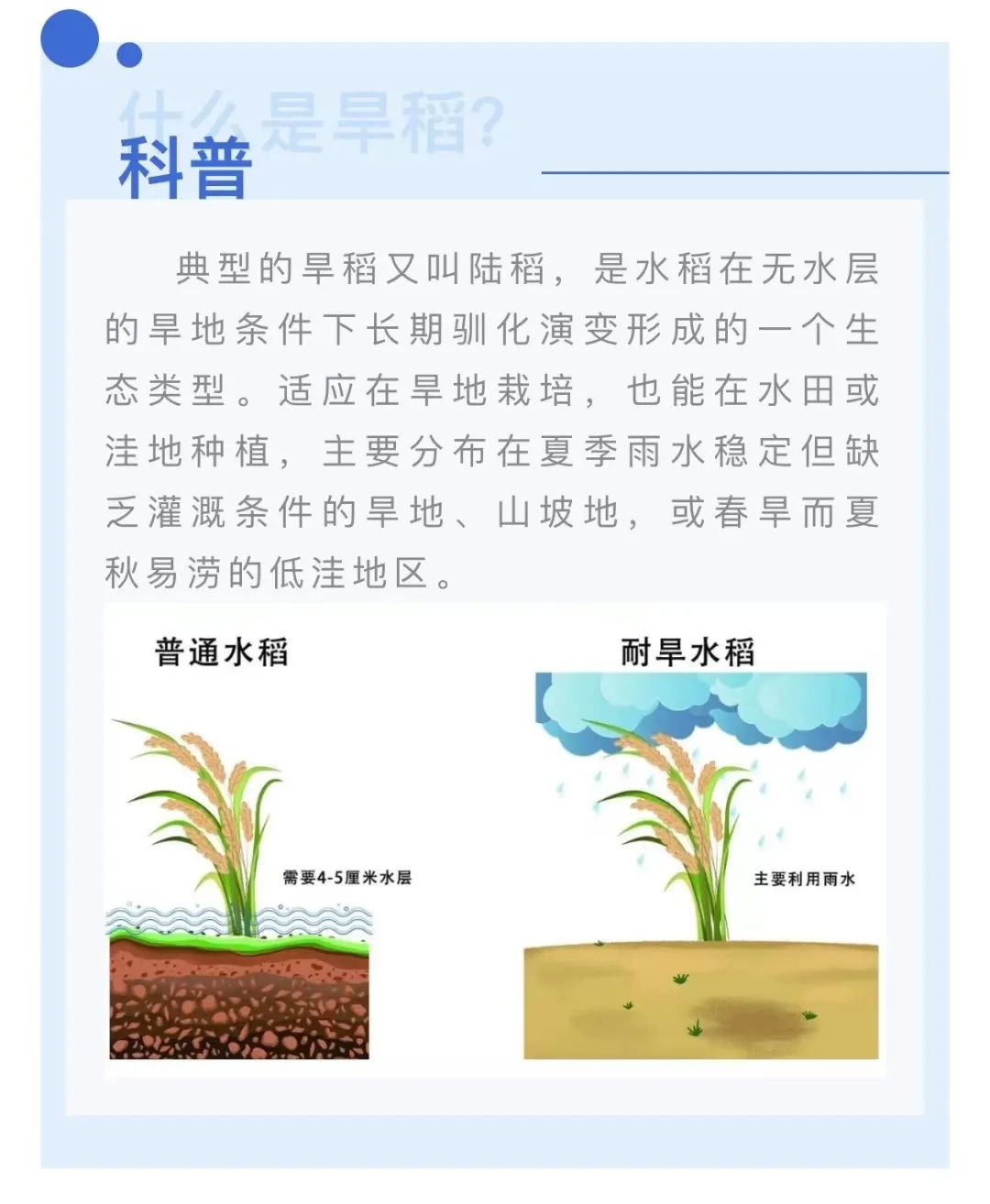 枣庄种植致富稻_水稻种植加盟_致富经种植水稻视频