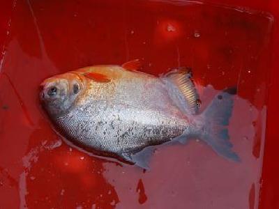 淡水白鲳养殖视频_淡水白鲳鱼的养殖技术_淡水白鲳鱼养殖周期