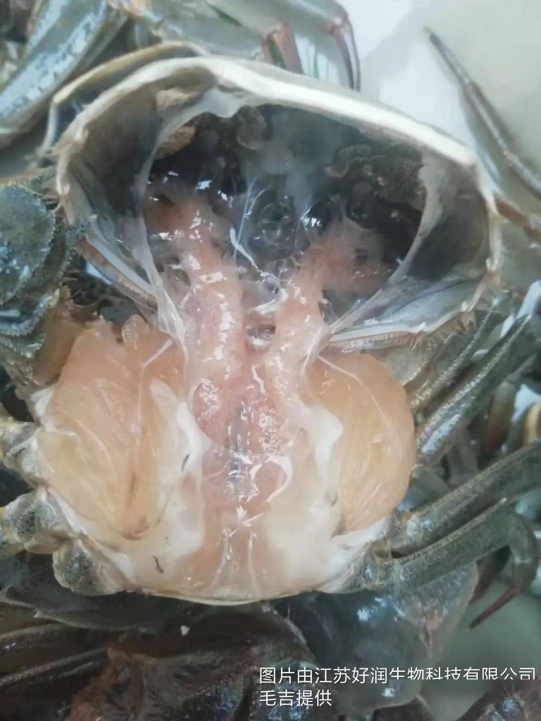 今年养蟹难，养好了黑马就是你！河蟹水瘪子、红爪伤亡大分析！台风带来的降水究竟是及时雨还是夺命雨呢？