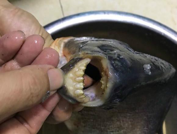 淡水白鲳鱼的养殖技术_淡水白鲳鱼养殖技术视频_淡水白鲳养殖技术密度