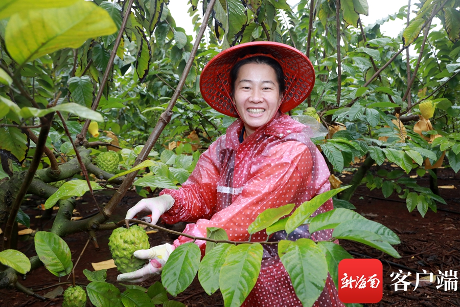 释迦果的种植技术视频_怎么种植释迦果的种子_释迦果种植视频中央7