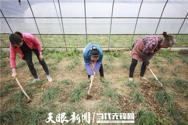 农村致富新项目种植业_农民特色种植致富_农民致富种植项目