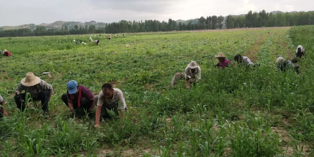 河南种植致富门路_适合河南种植致富项目_河南种植什么赚钱