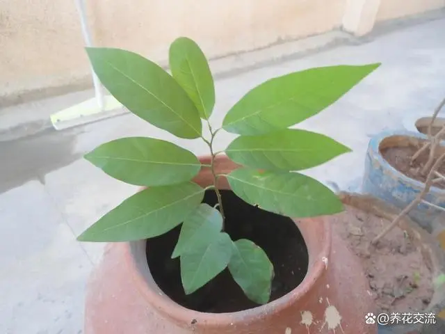 种植荔枝的方法_种子种植荔枝技术视频_番荔枝种子种植技术