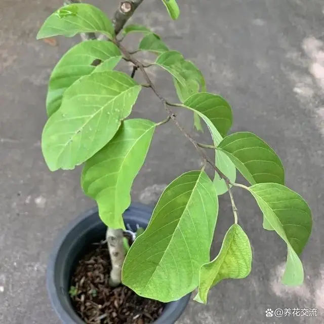 种子种植荔枝技术视频_种植荔枝的方法_番荔枝种子种植技术