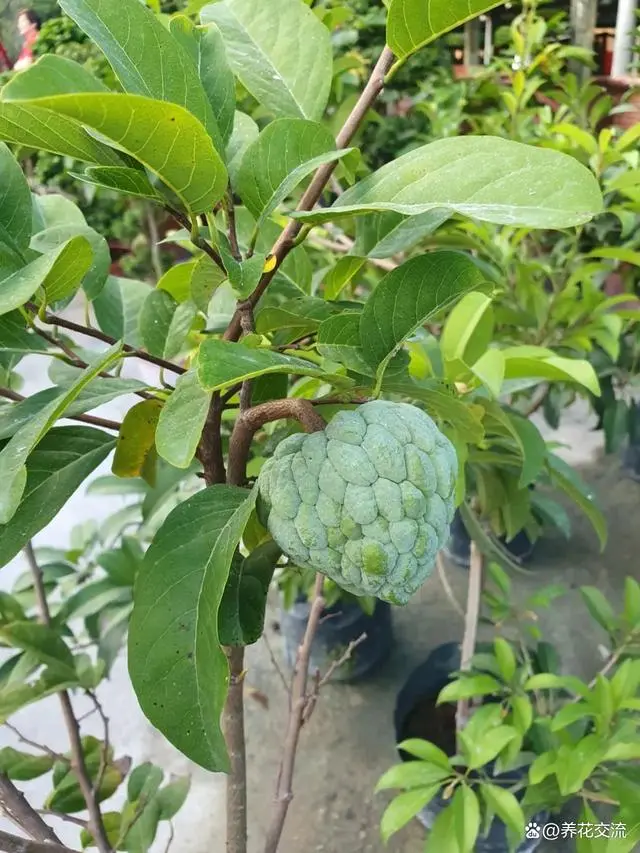 番荔枝种子种植技术_种植荔枝的方法_种子种植荔枝技术视频