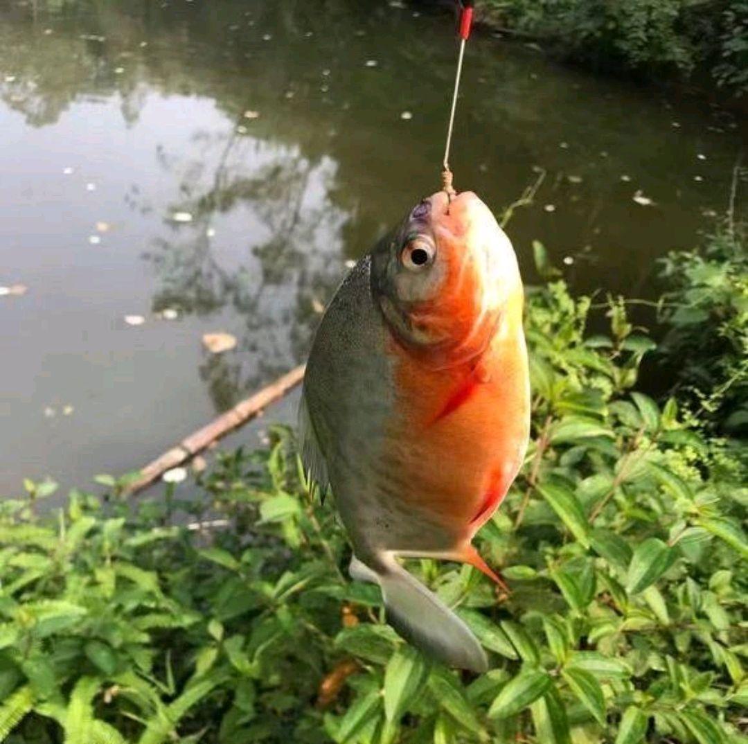淡水白鲳养殖视频_淡水白鲳养殖技术密度_淡水白鲳鱼的养殖技术