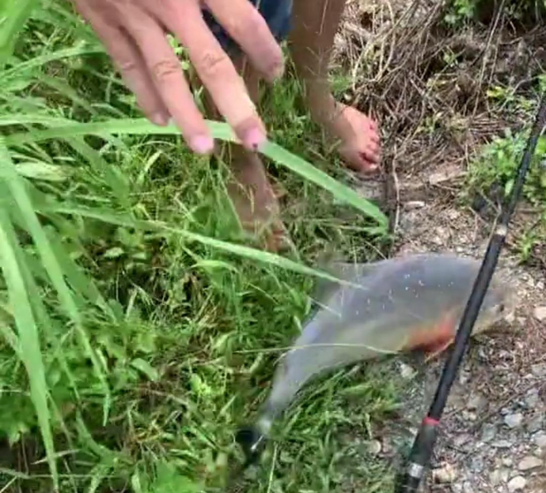 淡水白鲳鱼的养殖技术_淡水白鲳养殖视频_淡水白鲳养殖技术密度