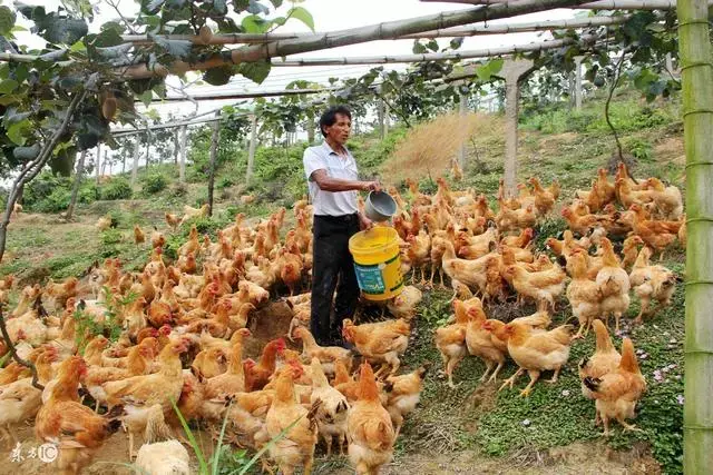 养鸡致富的故事_草鸡养殖致富故事_致富养殖故事草鸡视频