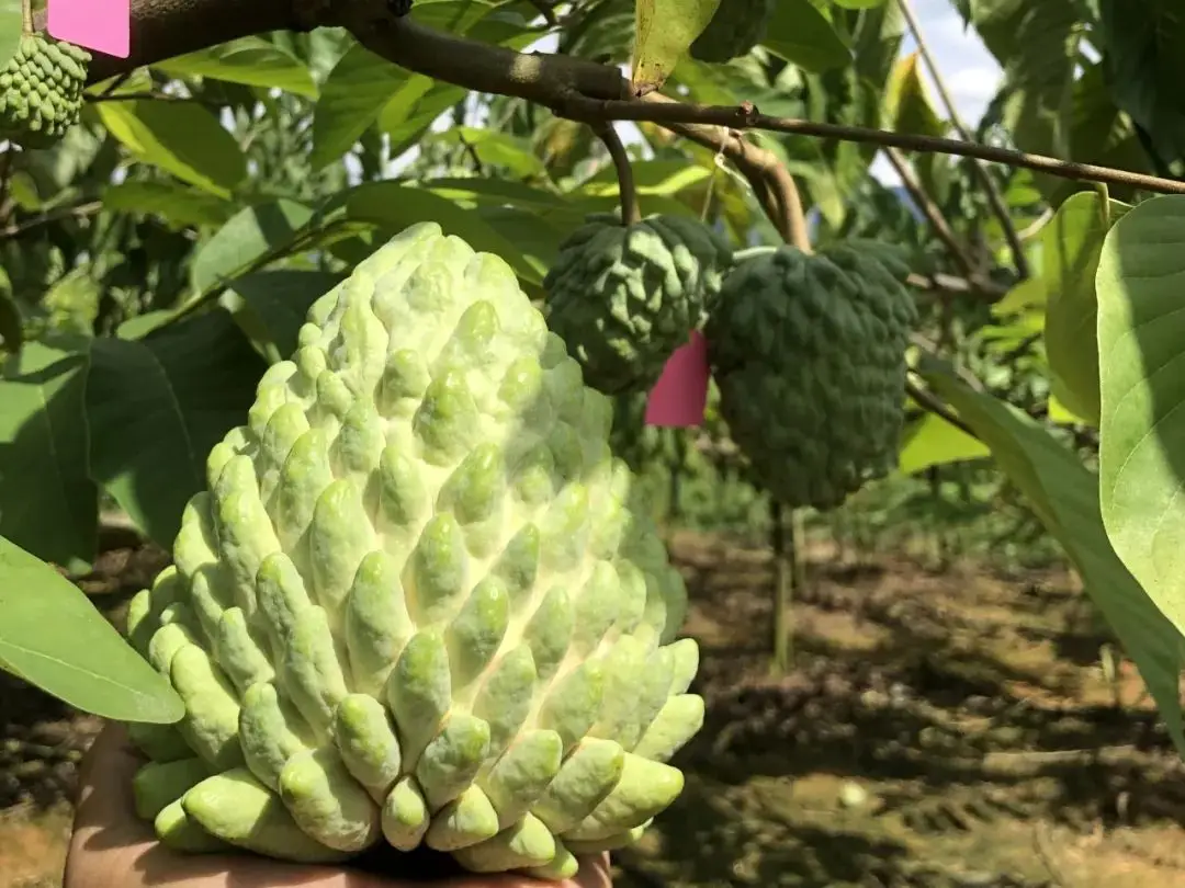 释迦果的种植技术视频_释迦果种植视频中央7_怎么种植释迦果的种子