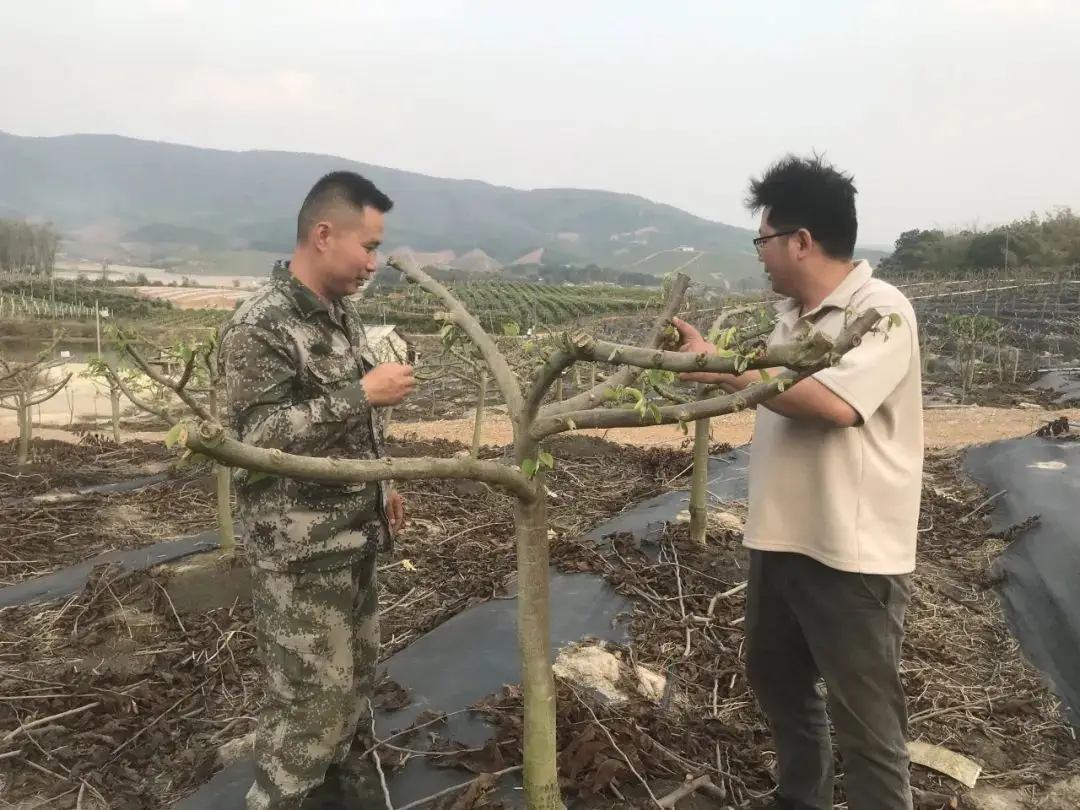 释迦果的种植技术视频_释迦果种植视频中央7_怎么种植释迦果的种子