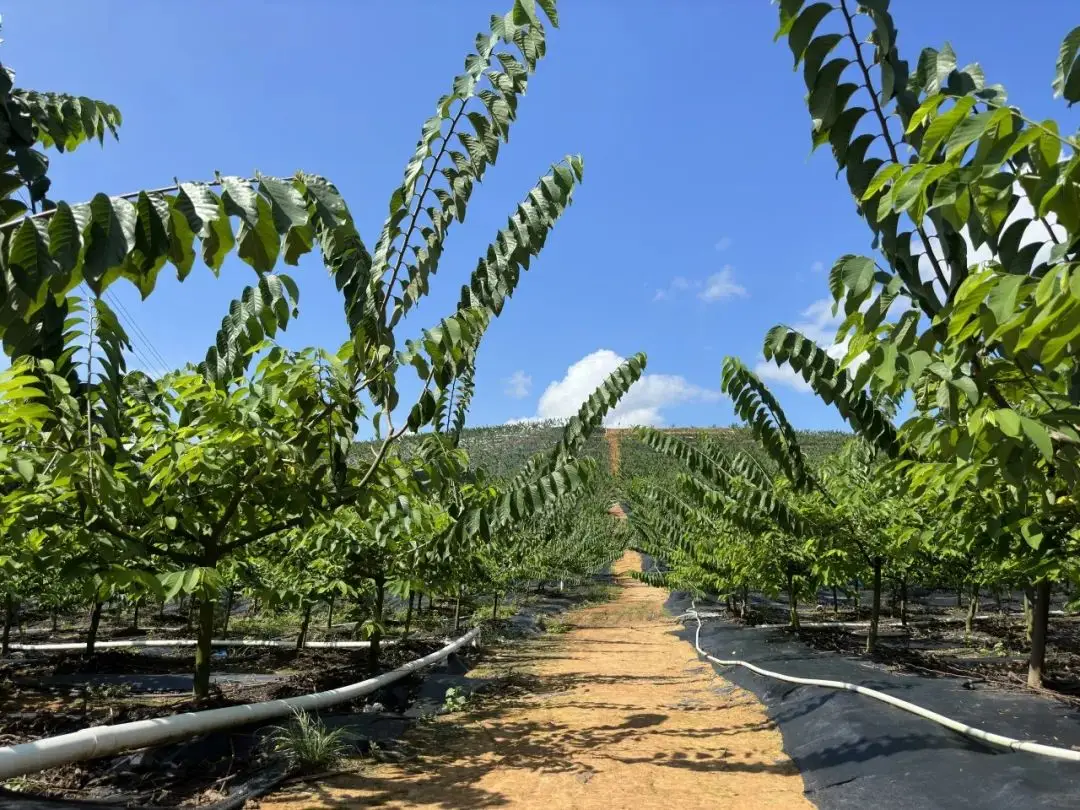释迦果的种植技术视频_释迦果种植视频中央7_怎么种植释迦果的种子