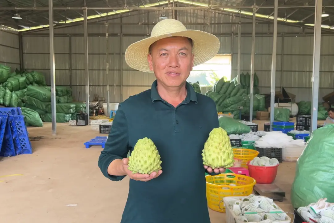 释迦果种植视频中央7_怎么种植释迦果的种子_释迦果的种植技术视频