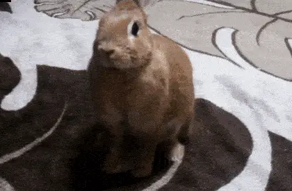 关于“兔兔”的英文习语，新的一年别做“March hare”！