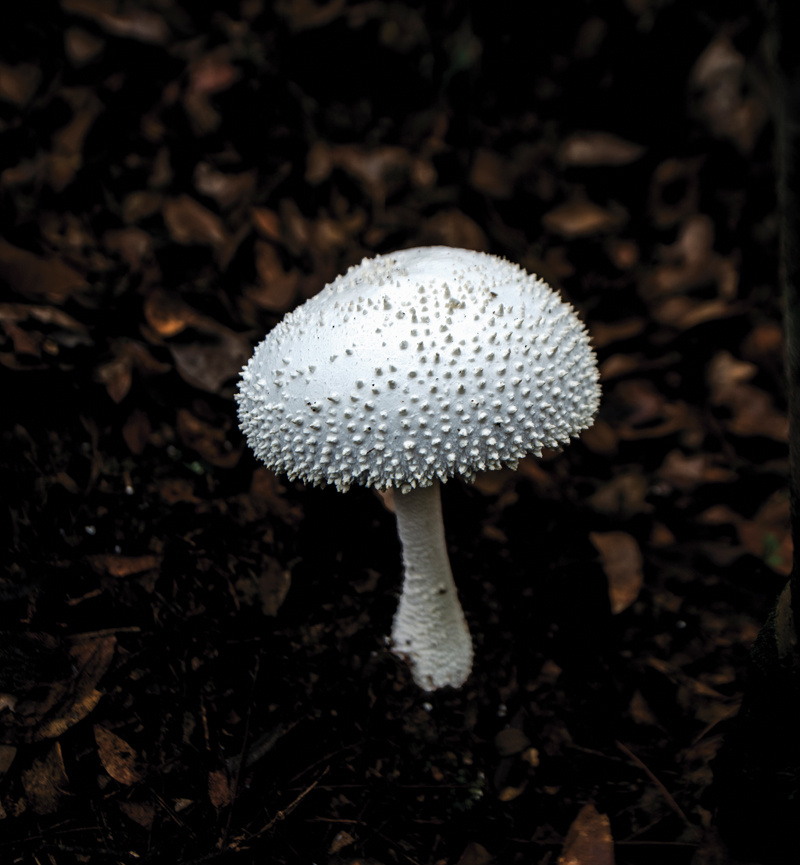 致富经桑树种菇_桑树菇的种植_致富桑菇树种子图片