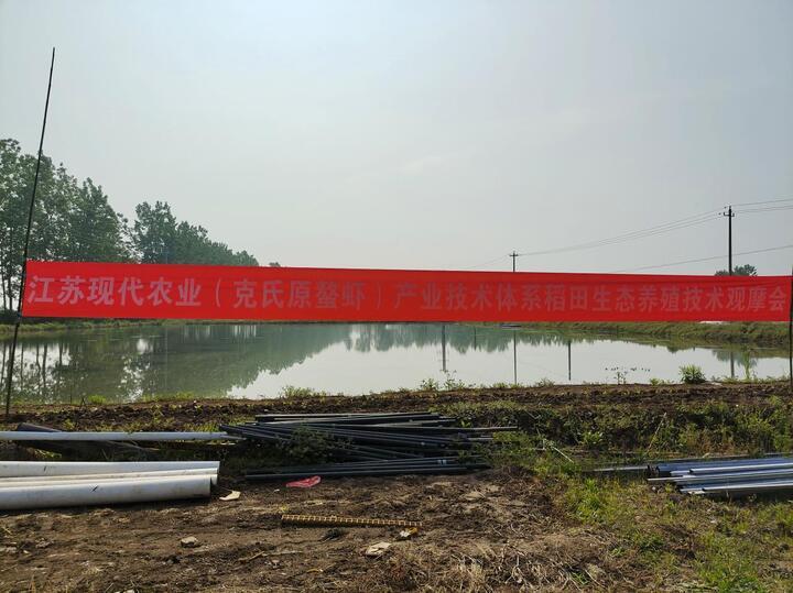 当水稻“高富帅”遇见龙虾“白富美”……