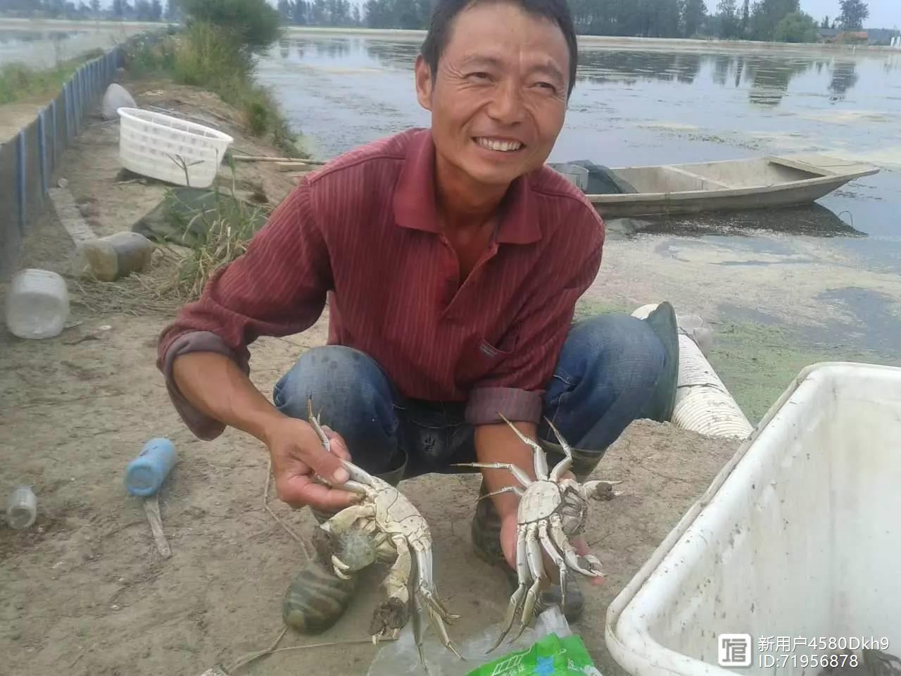 苏南地区河蟹养殖技术_江苏螃蟹养殖_江苏哪里养殖河蟹最多