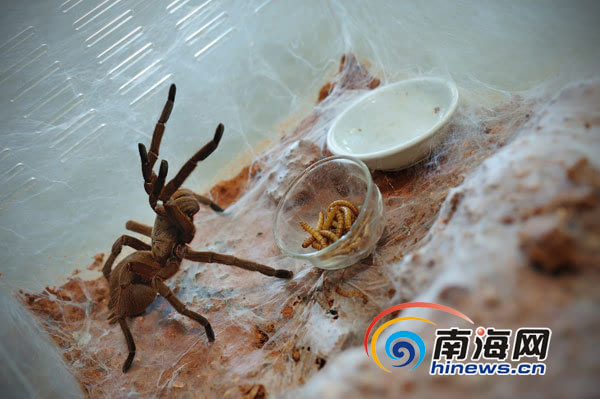 人工养殖的人生_人工养殖致富宝贝_人工养殖的食物有哪些