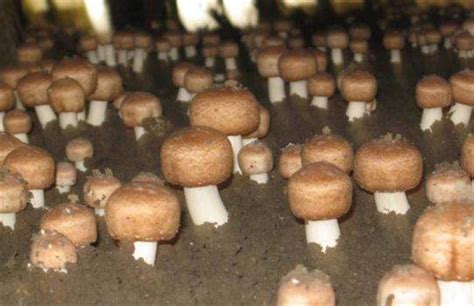 野生菌之家_菌贝网_蘑菇,食用菌,提供菌类的价格功效等知识.