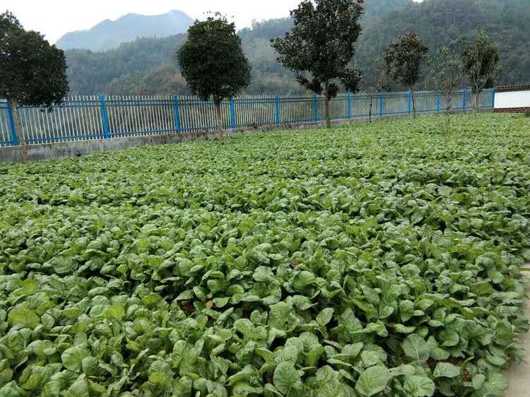 种植菜苗致富_种菜致富案例_致富种植菜苗图片